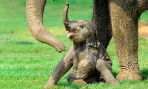 Heartwarming Depictions of Animal Motherhood: The Ultimate Sacrifices in Nature - image 7