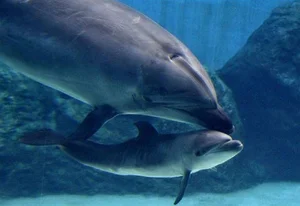 Heartwarming Depictions of Animal Motherhood: The Ultimate Sacrifices in Nature - image 3