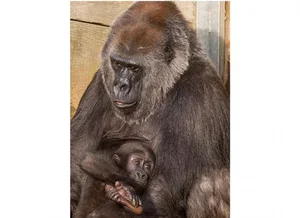Heartwarming Depictions of Animal Motherhood: The Ultimate Sacrifices in Nature - image 2
