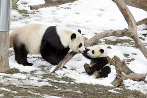 Heartwarming Depictions of Animal Motherhood: The Ultimate Sacrifices in Nature - image 5