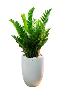 Why Wealthy Homeowners Always Place Two Potted Plants at Their Front Entrance - image 1