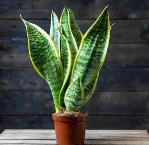 Why Wealthy Homeowners Always Place Two Potted Plants at Their Front Entrance - image 0