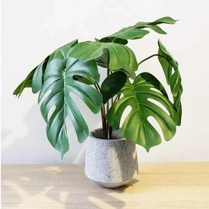 Why Wealthy Homeowners Always Place Two Potted Plants at Their Front Entrance - image 3