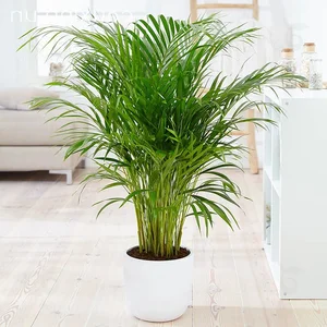 Why Wealthy Homeowners Always Place Two Potted Plants at Their Front Entrance - image 6