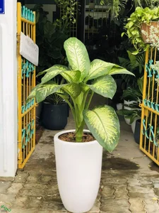 Why Wealthy Homeowners Always Place Two Potted Plants at Their Front Entrance - image 5