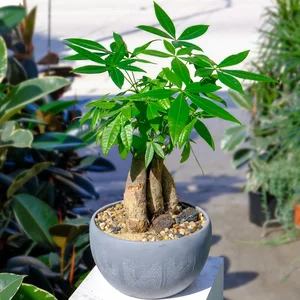Why Wealthy Homeowners Always Place Two Potted Plants at Their Front Entrance - image 2