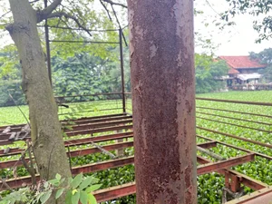 Exploring the Abandoned 15-Hectare Ecological Zone in the Heart of Hanoi - image 6