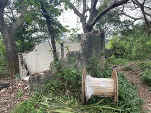 Exploring the Abandoned 15-Hectare Ecological Zone in the Heart of Hanoi - image 1