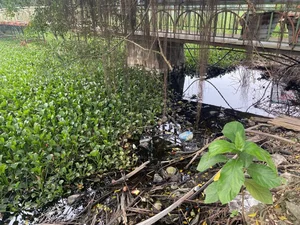Exploring the Abandoned 15-Hectare Ecological Zone in the Heart of Hanoi - image 9