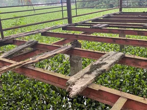 Exploring the Abandoned 15-Hectare Ecological Zone in the Heart of Hanoi - image 7