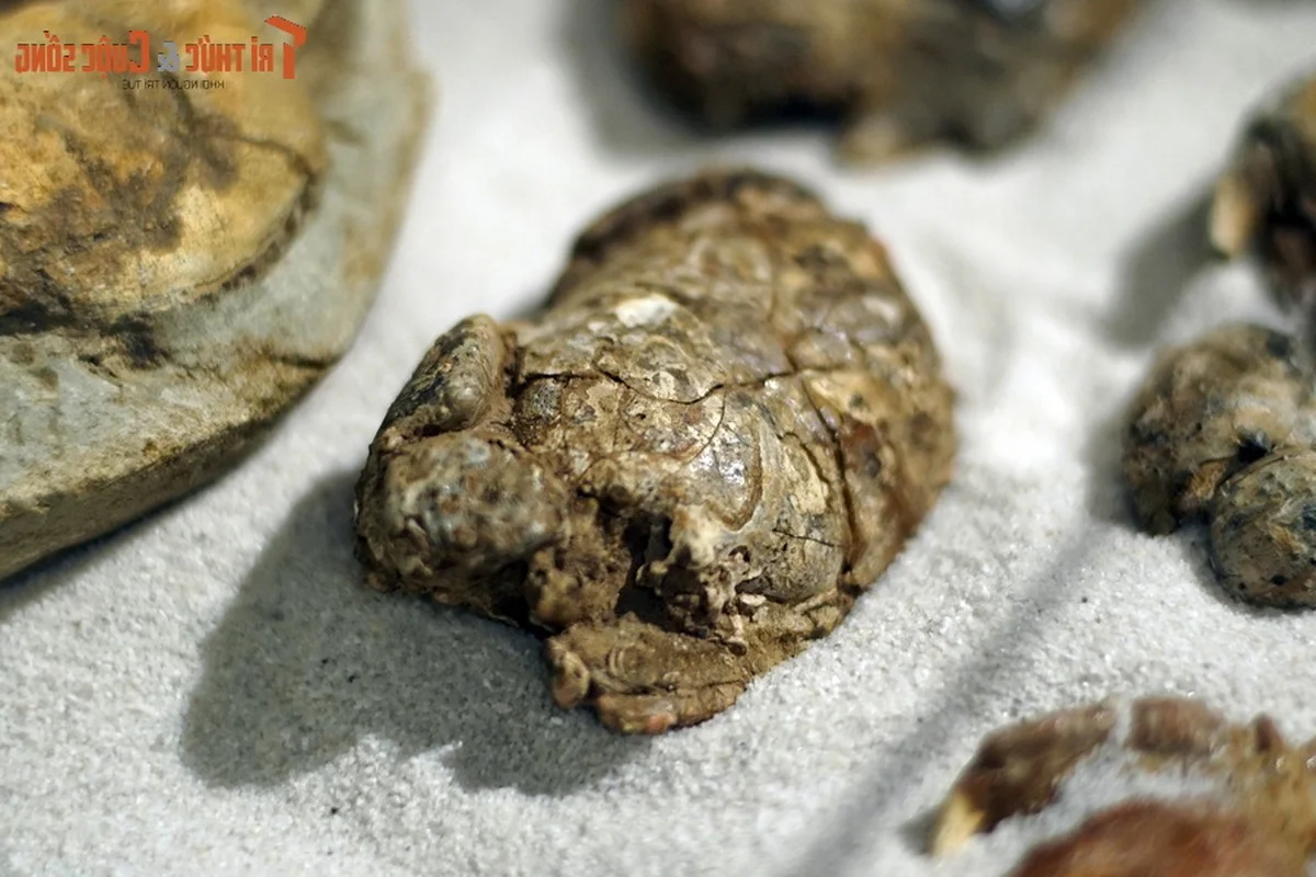 Ancient Wonders: 10,000-Year-Old Seafood Fossils Discovered in Quang Nam