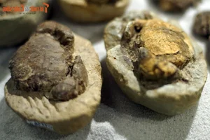 Ancient Wonders: 10,000-Year-Old Seafood Fossils Discovered in Quang Nam - image 4