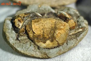 Ancient Wonders: 10,000-Year-Old Seafood Fossils Discovered in Quang Nam - image 5