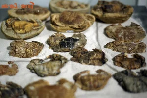 Ancient Wonders: 10,000-Year-Old Seafood Fossils Discovered in Quang Nam - image 1