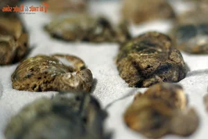 Ancient Wonders: 10,000-Year-Old Seafood Fossils Discovered in Quang Nam - image 6
