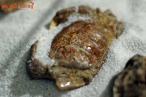 Ancient Wonders: 10,000-Year-Old Seafood Fossils Discovered in Quang Nam - image 11