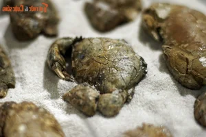 Ancient Wonders: 10,000-Year-Old Seafood Fossils Discovered in Quang Nam - image 8