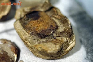 Ancient Wonders: 10,000-Year-Old Seafood Fossils Discovered in Quang Nam - image 10