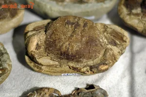 Ancient Wonders: 10,000-Year-Old Seafood Fossils Discovered in Quang Nam - image 7