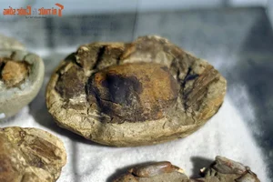 Ancient Wonders: 10,000-Year-Old Seafood Fossils Discovered in Quang Nam - image 9