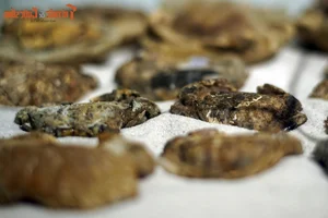 Ancient Wonders: 10,000-Year-Old Seafood Fossils Discovered in Quang Nam - image 3