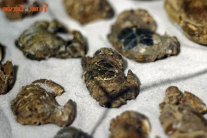 Ancient Wonders: 10,000-Year-Old Seafood Fossils Discovered in Quang Nam - image 2