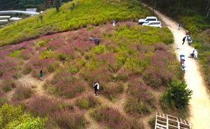 Chasing the Pink Clouds: Da Lat’s Stunning Pink Grass Season Guide - image 5