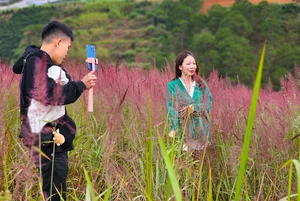 Chasing the Pink Clouds: Da Lat’s Stunning Pink Grass Season Guide - image 10